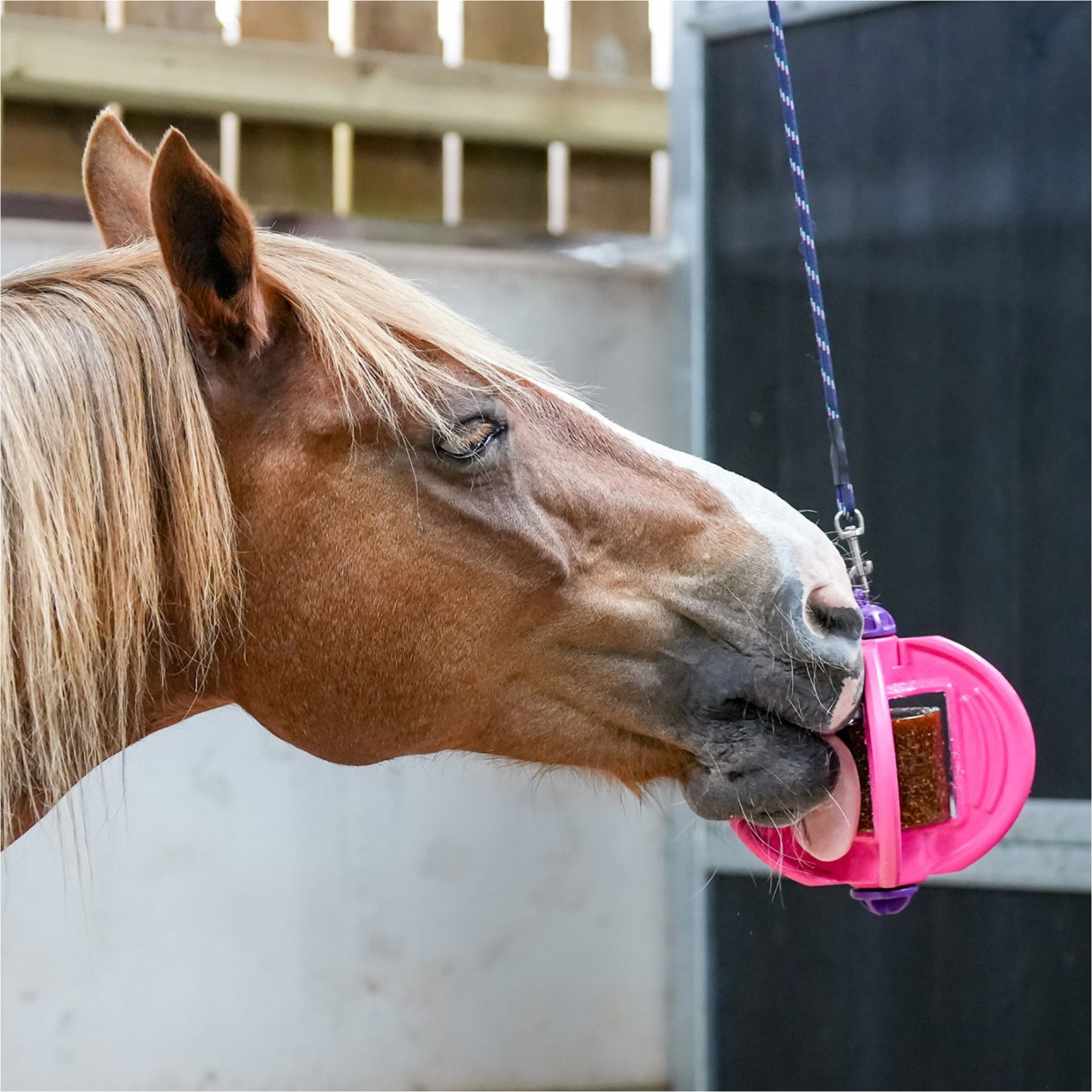 2026 Bizzy Horse Draaiende Bal 1571031 - Pink